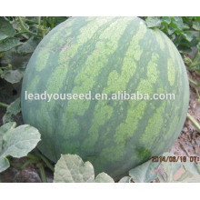 MW11 Shenwen deep stripe hybrid seedless watermelon seeds china
